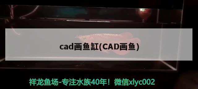 cad画鱼缸(CAD画鱼) 撒旦鸭嘴鱼