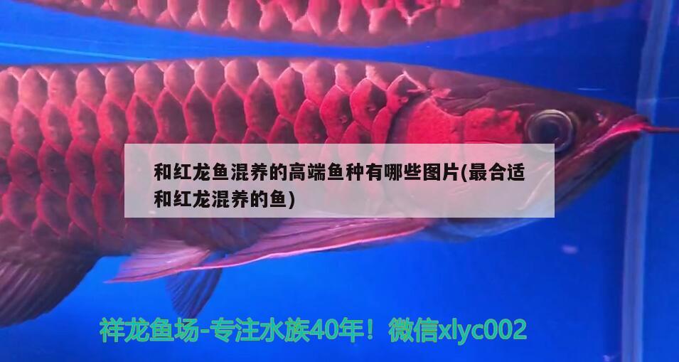 和红龙鱼混养的高端鱼种有哪些图片(最合适和红龙混养的鱼) 巴卡雷龙鱼