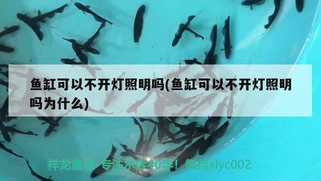 鱼缸可以不开灯照明吗(鱼缸可以不开灯照明吗为什么) 金头过背金龙鱼