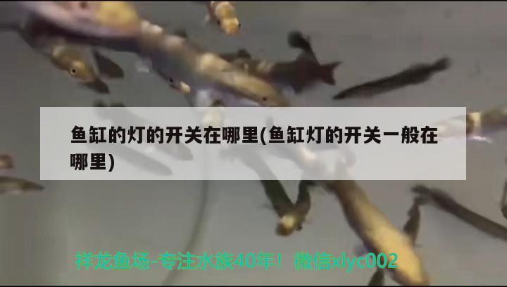 鱼缸的灯的开关在哪里(鱼缸灯的开关一般在哪里) 财神鹦鹉鱼