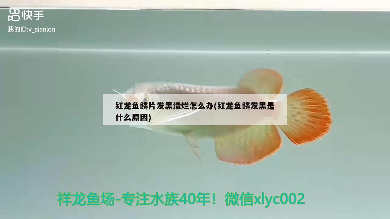 红龙鱼鳞片发黑溃烂怎么办(红龙鱼鳞发黑是什么原因) 祥龙水族滤材/器材