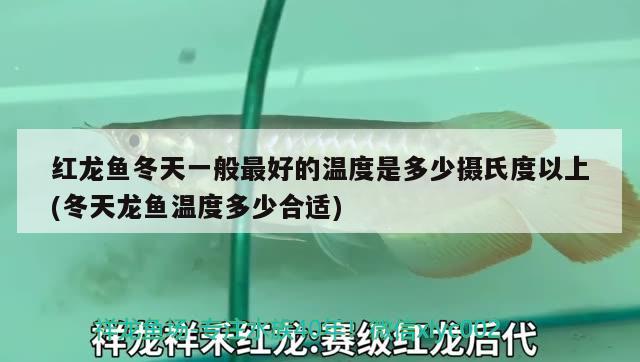 红龙鱼冬天一般最好的温度是多少摄氏度以上(冬天龙鱼温度多少合适)