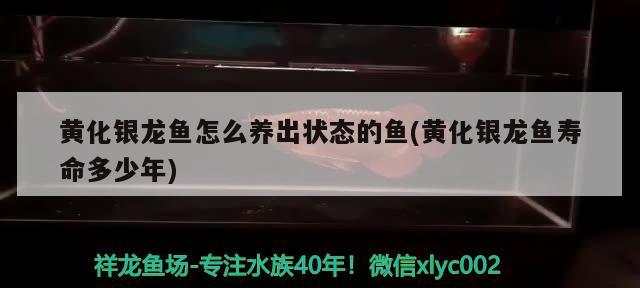 莆田水族批发市场地址电话多少啊（莆田水产品批发市场在哪里） 养鱼知识 第1张