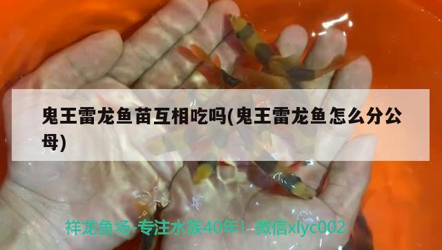 虎鱼烂尾怎么治 虎鱼百科 第2张