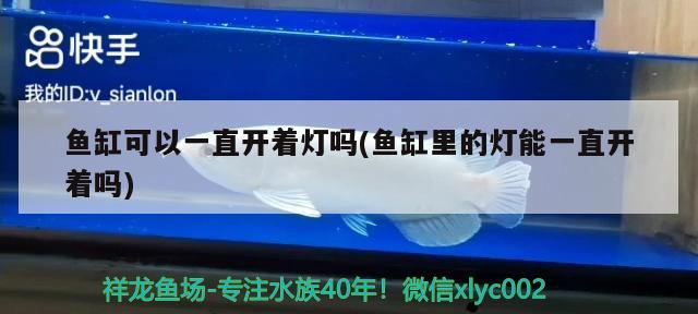 鱼缸可以一直开着灯吗(鱼缸里的灯能一直开着吗) 月光鸭嘴鱼苗 第2张