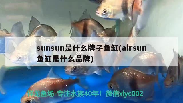 sunsun是什么牌子鱼缸(airsun鱼缸是什么品牌) 稀有金龙鱼