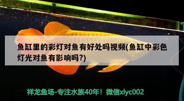 罗庄区张光军生态水族馆，罗庄区张光军生态水族馆地址 全国水族馆企业名录 第1张