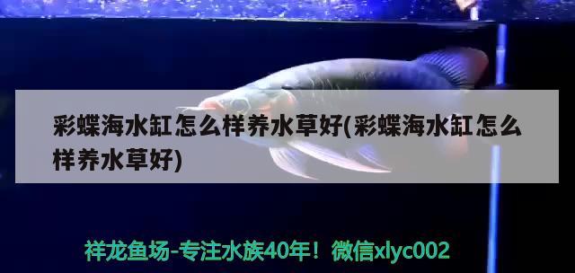 彩蝶海水缸怎么样养水草好(彩蝶海水缸怎么样养水草好) 水草