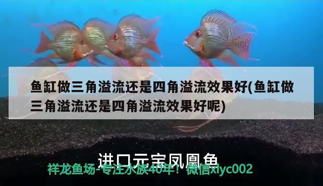 鱼缸做三角溢流还是四角溢流效果好(鱼缸做三角溢流还是四角溢流效果好呢) 观赏鱼企业目录