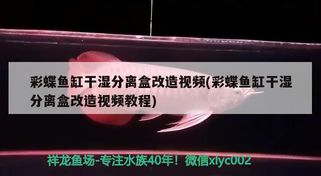 彩蝶鱼缸干湿分离盒改造视频(彩蝶鱼缸干湿分离盒改造视频教程) 观赏鱼百科