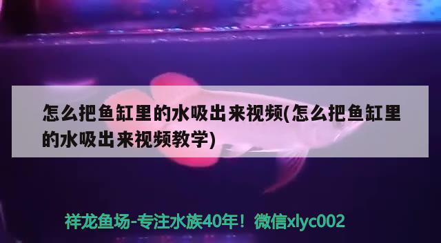 怎么把鱼缸里的水吸出来视频(怎么把鱼缸里的水吸出来视频教学)