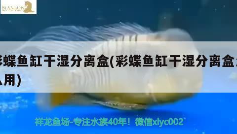 彩蝶鱼缸干湿分离盒(彩蝶鱼缸干湿分离盒怎么用) 潜水泵