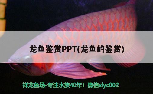 龙鱼鉴赏PPT(龙鱼的鉴赏) 斑马狗头鱼