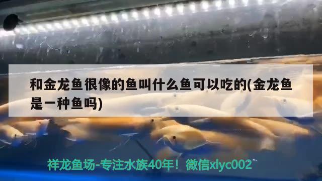 和金龙鱼很像的鱼叫什么鱼可以吃的(金龙鱼是一种鱼吗)