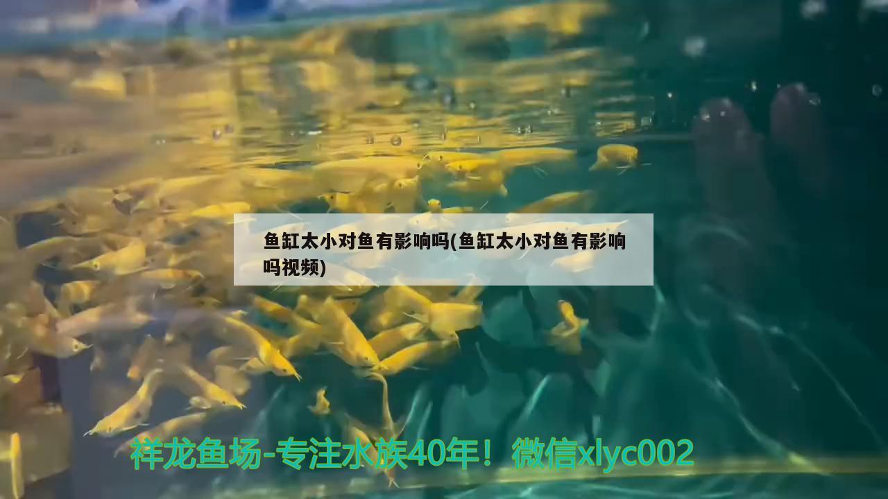 金鱼在鱼缸会不会繁殖呢 金鱼在鱼缸会不会繁殖呢视频 龙鱼百科