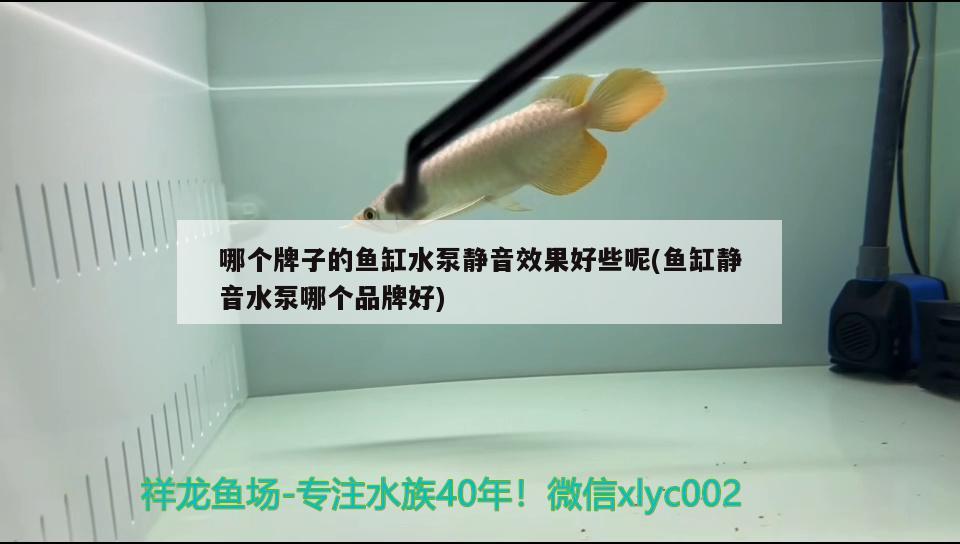 阿坝藏族羌族自治州哪里有水族馆（阿坝州的鱼是什么鱼）