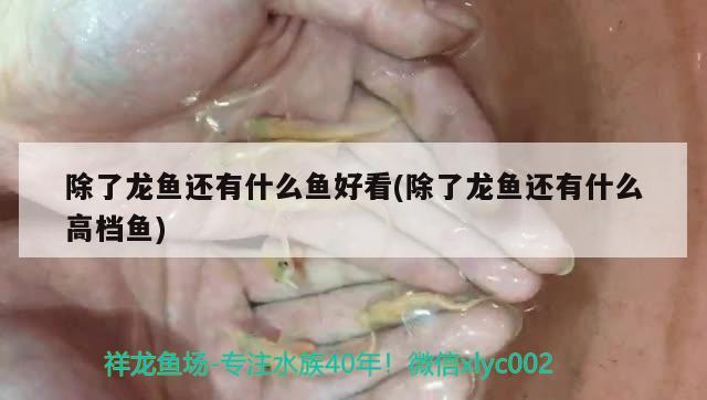 除了龙鱼还有什么鱼好看(除了龙鱼还有什么高档鱼) PH调节剂