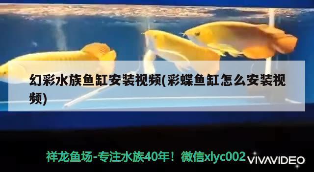 幻彩水族鱼缸安装视频(彩蝶鱼缸怎么安装视频) 赤焰中国虎鱼