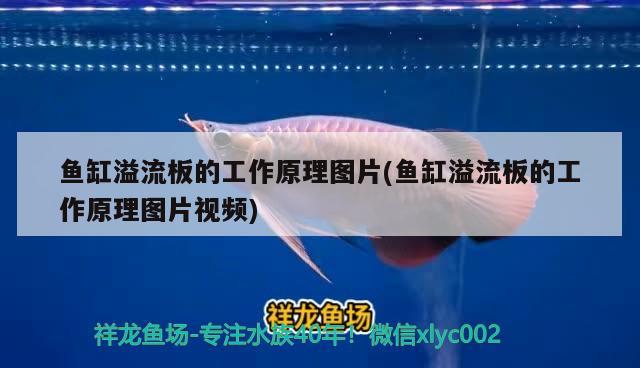 不怕冷的鱼十大养不死的淡水鱼，中大型淡水观赏鱼推荐 养鱼的好处 第1张