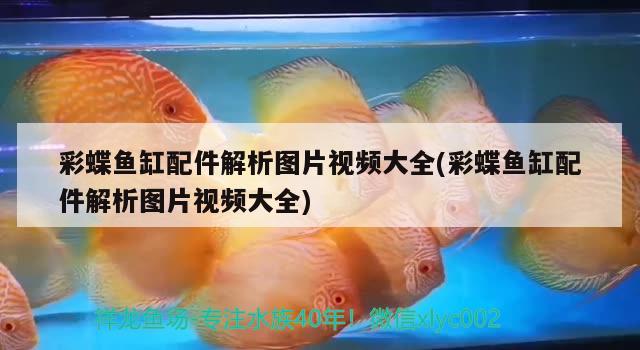 鱼缸才换水两三天水浑浊正常吗怎么回事（我鱼缸里的水刚换2天就又变的浑浊,鱼死好） 古典过背金龙鱼 第1张