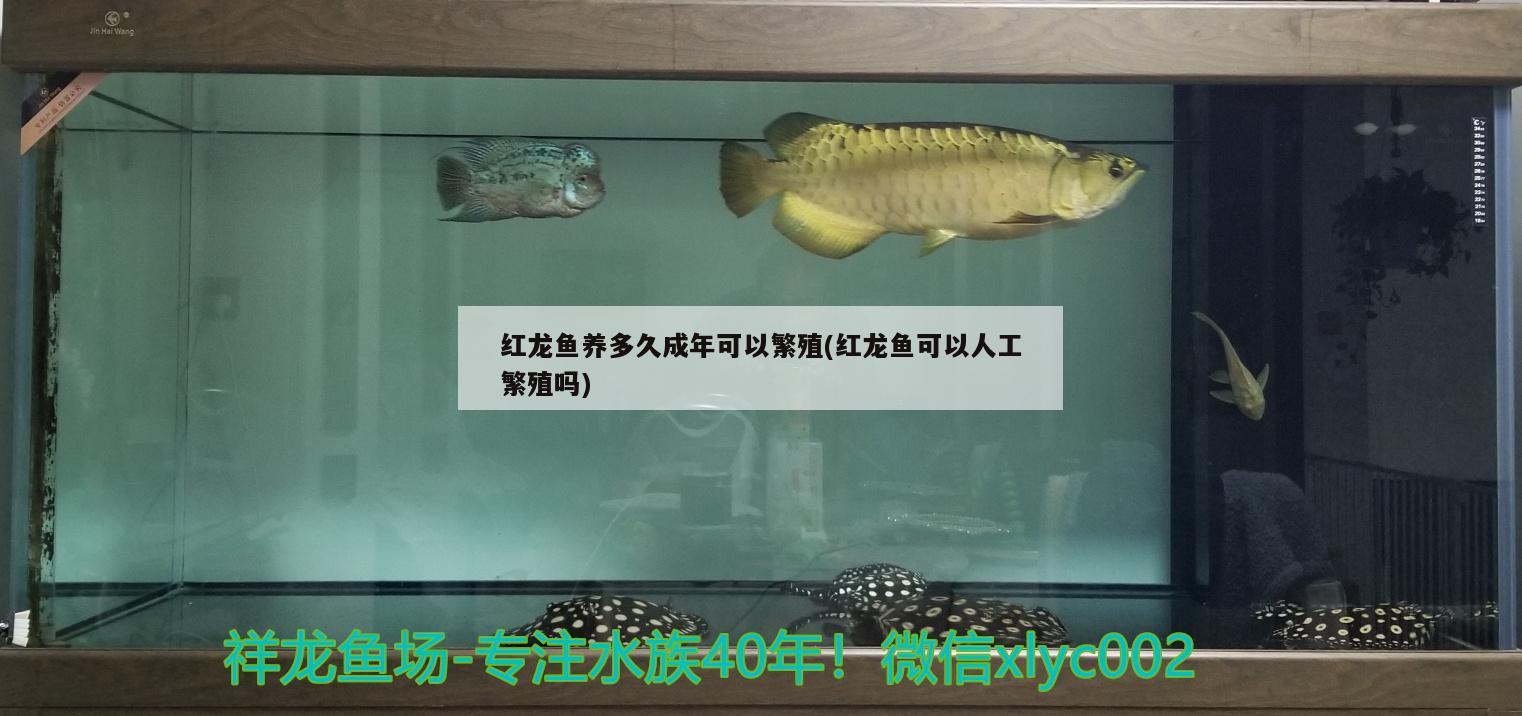 红龙鱼养多久成年可以繁殖(红龙鱼可以人工繁殖吗) 蓝帆三间鱼