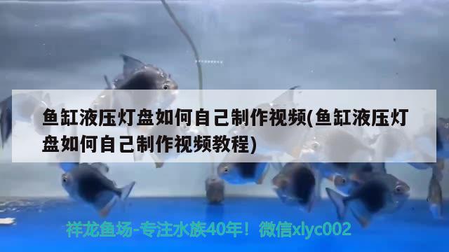 鱼缸液压灯盘如何自己制作视频(鱼缸液压灯盘如何自己制作视频教程)