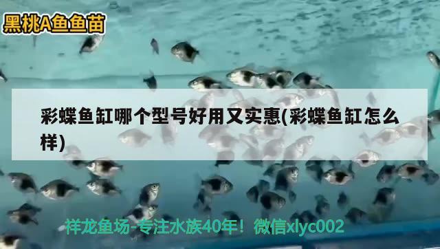 辉煌鱼缸怎么样，广州辉煌水族鱼缸怎么样 蓝底过背金龙鱼 第1张