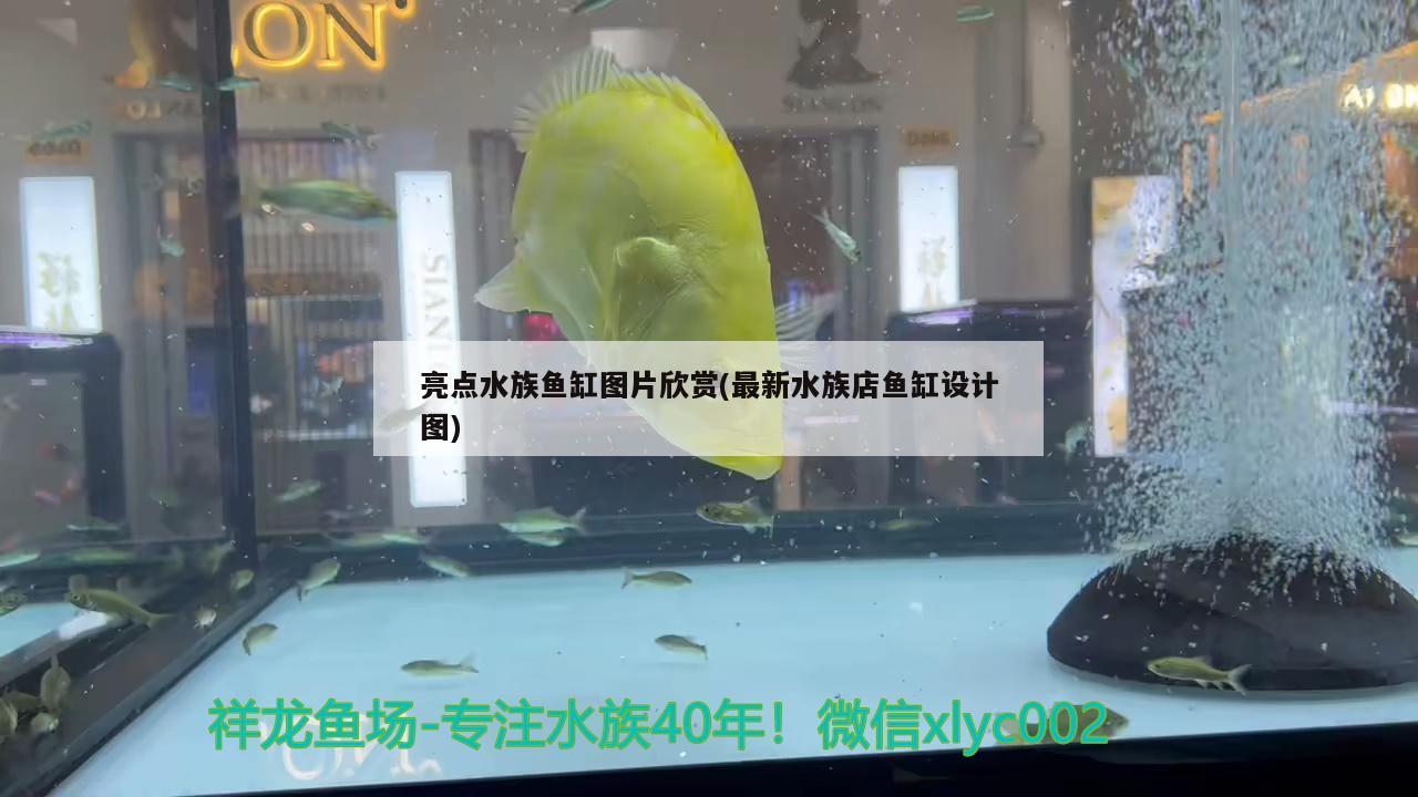 亮点水族鱼缸图片欣赏(最新水族店鱼缸设计图)