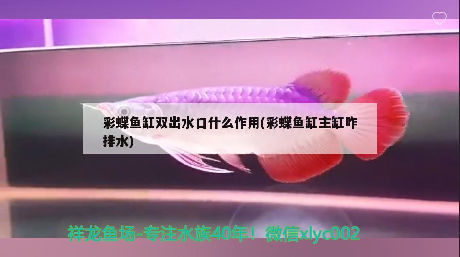 彩蝶鱼缸双出水口什么作用(彩蝶鱼缸主缸咋排水) 鱼缸水泵