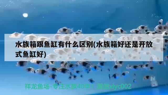 水族箱跟鱼缸有什么区别(水族箱好还是开放式鱼缸好)