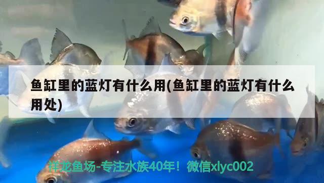 鱼缸里的蓝灯有什么用(鱼缸里的蓝灯有什么用处) 一眉道人鱼苗 第2张