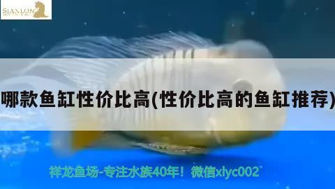 哪款鱼缸性价比高(性价比高的鱼缸推荐)