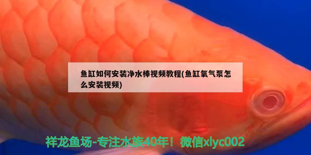 鱼缸如何安装净水棒视频教程(鱼缸氧气泵怎么安装视频)