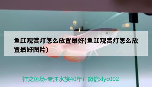 鱼缸观赏灯怎么放置最好(鱼缸观赏灯怎么放置最好图片) 赛级红龙鱼