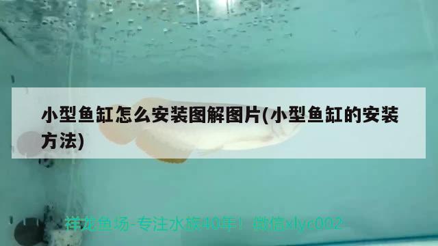 锦鲤鱼缸水浑浊原因和解决方案视频讲解（锦鲤鱼缸浑水变清有妙招） 祥龙龙鱼专用水族灯 第3张