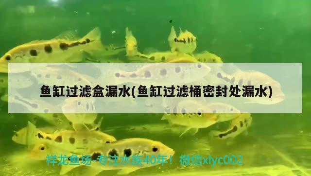 鱼缸过滤盒漏水(鱼缸过滤桶密封处漏水) 福魟魟鱼