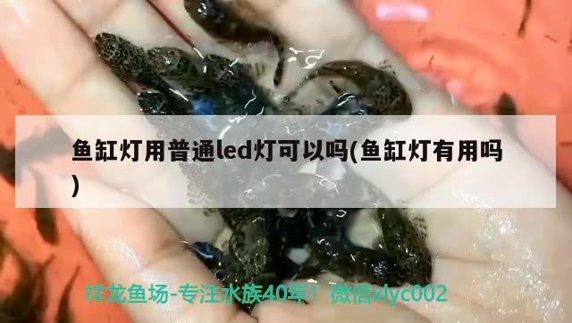 鱼缸灯用普通led灯可以吗(鱼缸灯有用吗) 超血红龙鱼