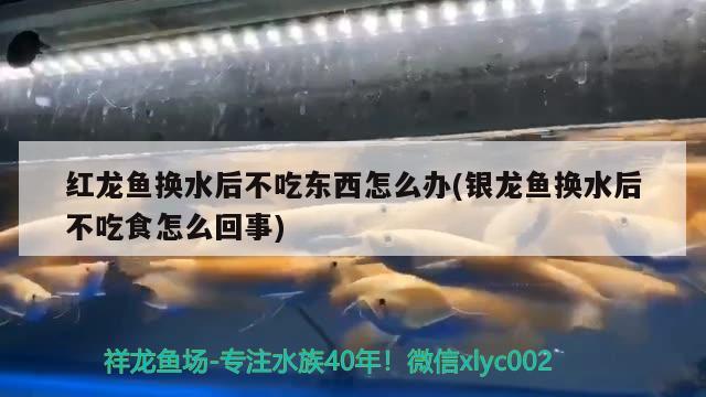 红龙鱼换水后不吃东西怎么办(银龙鱼换水后不吃食怎么回事) 银龙鱼