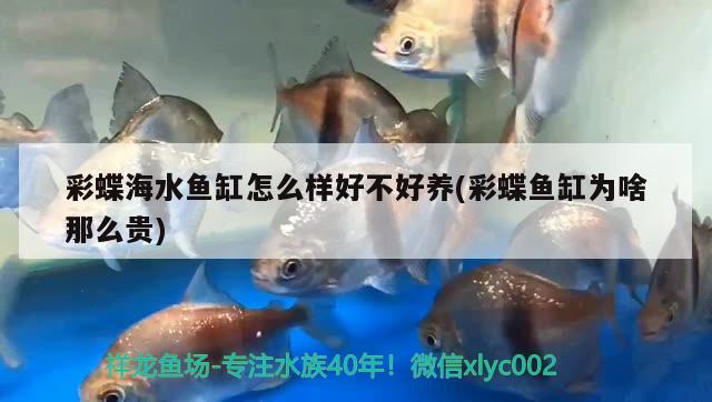 彩蝶海水鱼缸怎么样好不好养(彩蝶鱼缸为啥那么贵)