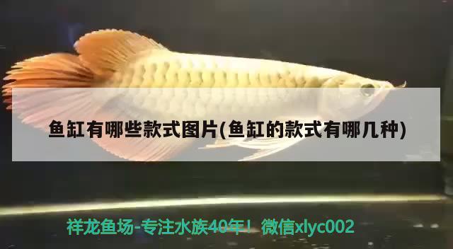 鱼缸有哪些款式图片(鱼缸的款式有哪几种) 水族杂谈