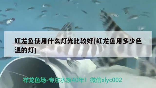 红龙鱼使用什么灯光比较好(红龙鱼用多少色温的灯) 新加坡号半红龙鱼（练手级红龙鱼）