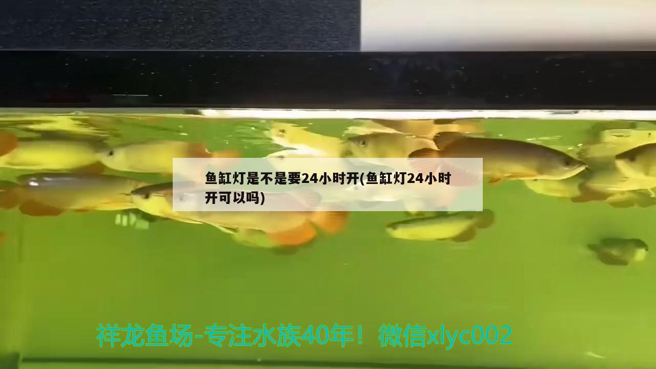 鱼缸灯是不是要24小时开(鱼缸灯24小时开可以吗) 硝化细菌