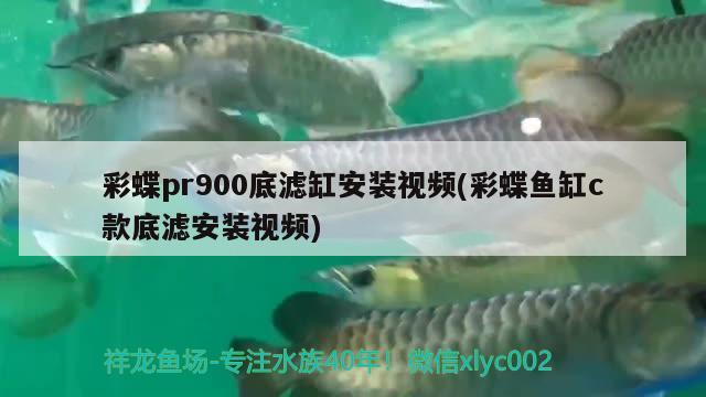 彩蝶pr900底滤缸安装视频(彩蝶鱼缸c款底滤安装视频) 超血红龙鱼