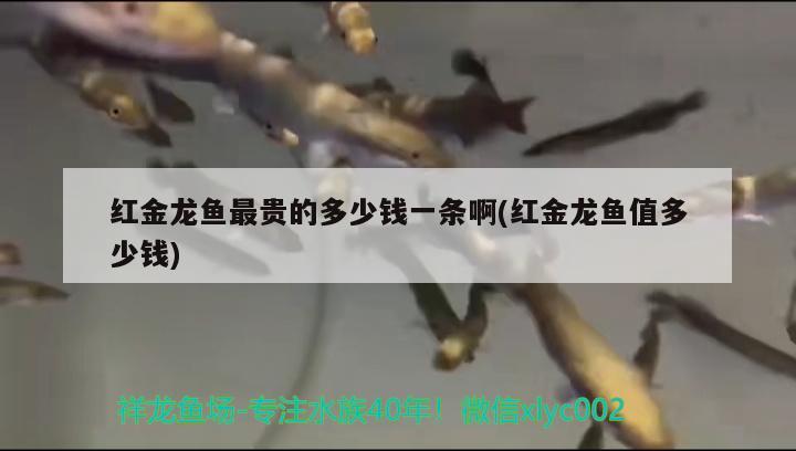 红金龙鱼最贵的多少钱一条啊(红金龙鱼值多少钱)