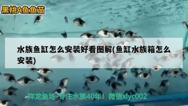 水族鱼缸怎么安装好看图解(鱼缸水族箱怎么安装)