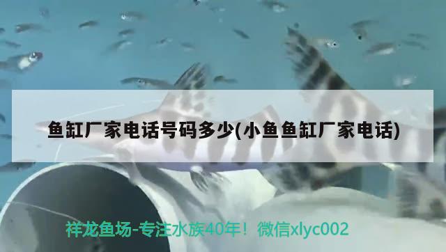 鱼缸厂家电话号码多少(小鱼鱼缸厂家电话) 水族品牌