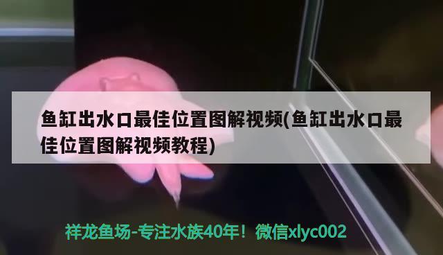 鱼缸出水口最佳位置图解视频(鱼缸出水口最佳位置图解视频教程) 红老虎鱼