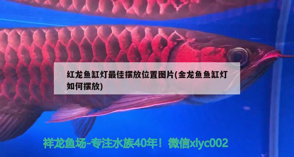 红龙鱼缸灯最佳摆放位置图片(金龙鱼鱼缸灯如何摆放) 印尼虎苗