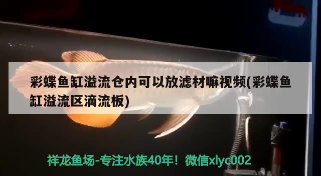 彩蝶鱼缸溢流仓内可以放滤材嘛视频(彩蝶鱼缸溢流区滴流板) 女王大帆鱼