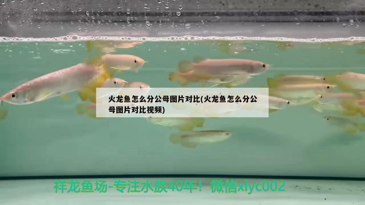 火龙鱼怎么分公母图片对比(火龙鱼怎么分公母图片对比视频) 广州祥龙国际水族贸易